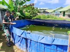 Yonif 116/Garda Samudra Wujudkan Ketahanan Pangan lewat Budidaya Ikan