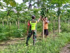 Dekat dengan Warga, Babinsa Kodim 0116/Nara Bantu Perawatan Kebun Pepaya Milik Petani