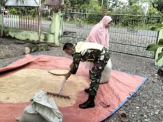 Serda Zulkifli Babinsa Koramil 09/Samatiga: Wujud Nyata Kepedulian TNI Bantu Ibu-Ibu Desa Pinem Menjemur Padi