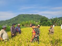 Sinergi TNI Dan Petani Sukseskan Hanpangan, Babinsa Dawan Klod Hadir Di Subak Dawan Dampingi Pengubinan