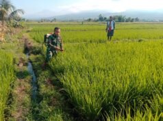 Pratu Abu Haris di Ladang Iteng: Babinsa Satar Mese Bangun Jembatan Emosional, Wujudkan Ketahanan Pangan Berkelanjutan