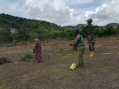 Babinsa Kodim 1621 TTS Berperan Aktif dalam Penanaman Jagung di Desa Mio