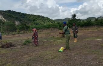 Babinsa Kodim 1621 TTS Berperan Aktif dalam Penanaman Jagung di Desa Mio