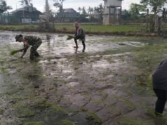 Babinsa Sidenreng Dukung Pertanian Lokal Melalui Pemantauan Luas Tambah Tanam