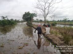 Peran Nyata TNI di Pedesaan, Babinsa Cerbon Turun ke Sawah Bantu Petani Tanam Padi di Tengah Genangan Air
