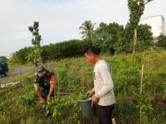 TNI-AD Dukung Program Ketahanan Pangan, Babinsa Bantu Petani Petik Lombok