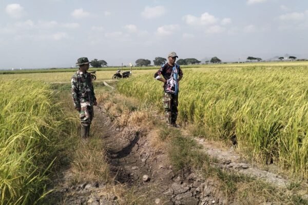 Serma Usman Awasi Perkembangan Tanaman Padi di Kecamatan Watang Sidenreng